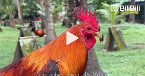 Mt. Banahaw gamefarm all prices .